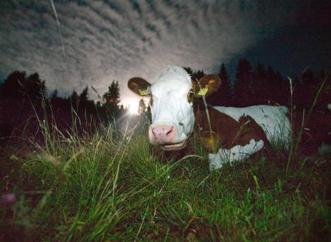 Emissionsquelle Kuh: Wie schädlich ist sie fürs Klima?