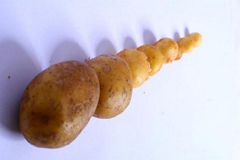 Kartoffeln, gern auch Birnen oder Reis: Echtes Essen gegen das Zappelphilipp-Syndrom.