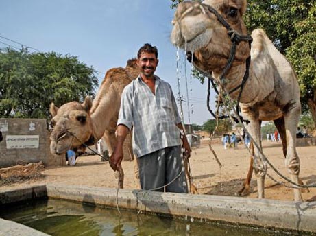 Eigentlich ein klarer Fall: Wasser ist lebenswichtig. Das weiß jedes Kamel. Doch von den europäischen Behörden gibt es leider kein Gesundheits-Attest. 