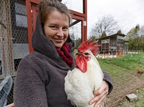 Gockel im Glück: Züchterin Inga Günther sucht das Super-Huhn - und der Hahn hier darf helfen. 