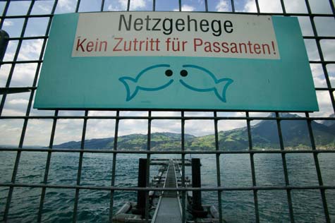 Transsexuelle Fische im Thuner See: Droht Gefahr für die menschliche Fortpflanzung?